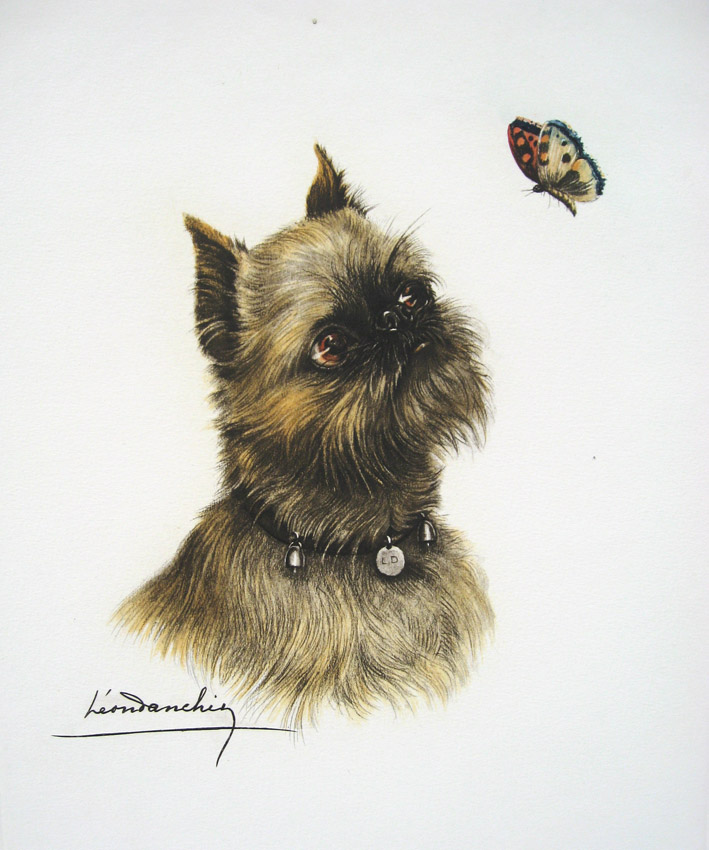 Brussels Griffon with Butterfly French Engraving Dog Print by Canine ...